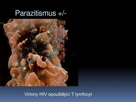 PPT - Altruismus u zvířat PowerPoint Presentation, free download - ID:4374452