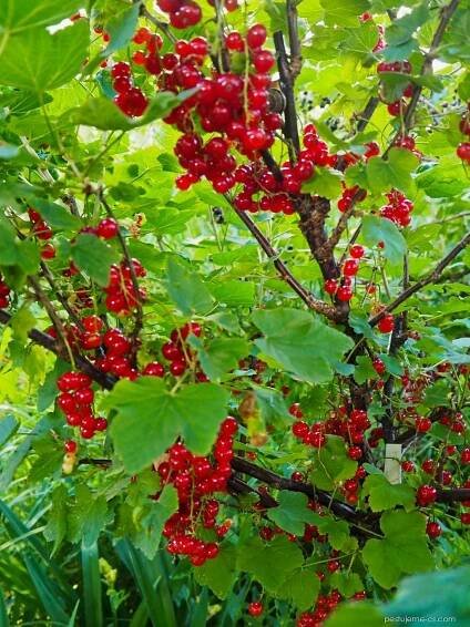 Rybíz červený (Ribes rubrum)