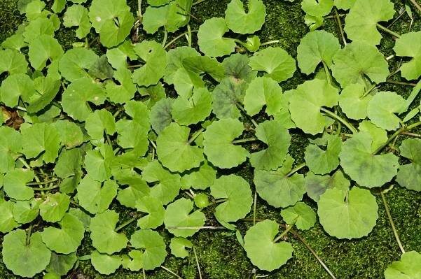 Centella asiatica