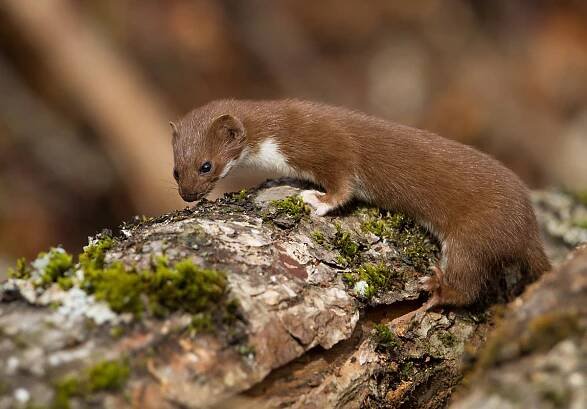 Erik Edvardsson - Nature Photography