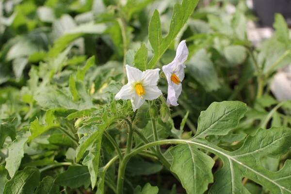 Lilek hulevníkolistý (Rajče liči) 'StarBenas®' - Solanum sisymbriifolium 'StarBenas®'