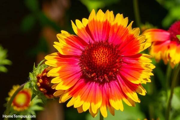 Gaillardia pulchella flowers