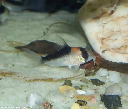 Pancéřníček Adolfův - Corydoras adolfoi