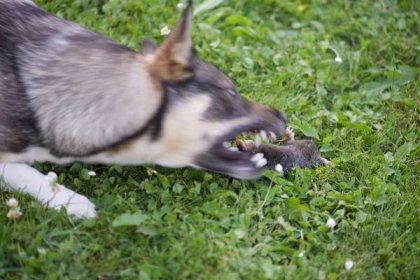 Bystřejší pes bude krtkovi zaručeně vadit (Zdroj: Shutterstock)