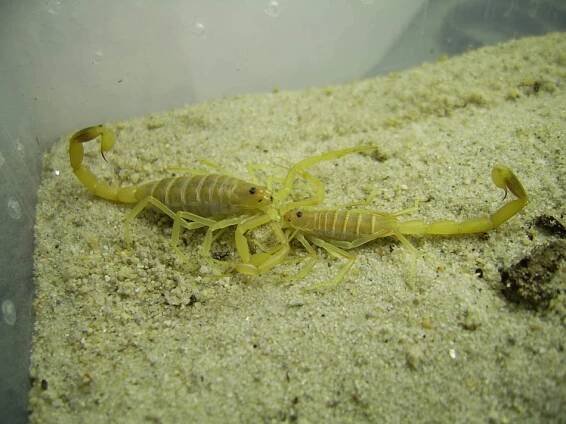 The Scorpion Files - Picture gallery (Scorpion pictures)