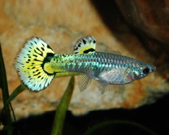 Guppy female "Snake Green" - Poecilia reticulata