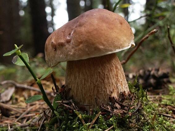 Hřiby (praváci): 3 nejlepší recepty + chytré tipy na čištění, sušení a skladování