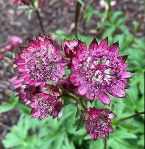 Astrantia major 'Burgundy Manor' (Masterwort)
