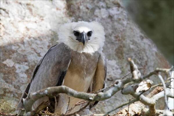 Harpy Eagle Bird Facts - Harpia harpyja - A-Z Animals