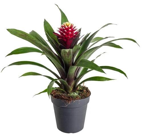 Bromélie, Guzmania Francesca, vínovo - krémová