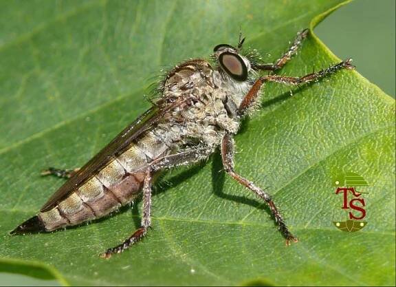 Pamponerus germanicus | BioLib.cz