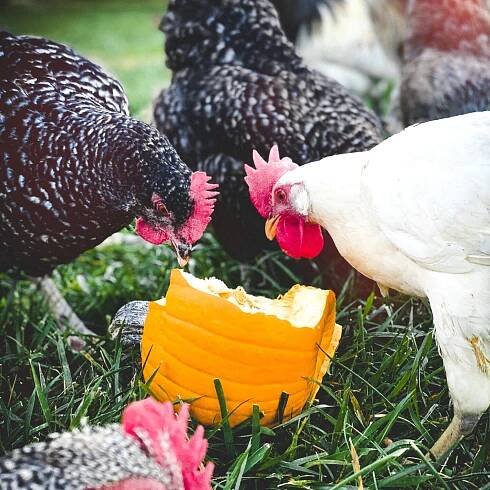 Epicure Evenings with Farmers Market — Wheatland Spring