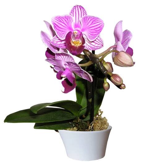 Orchidej, Rostlin, Hrnec, Vystřihnout