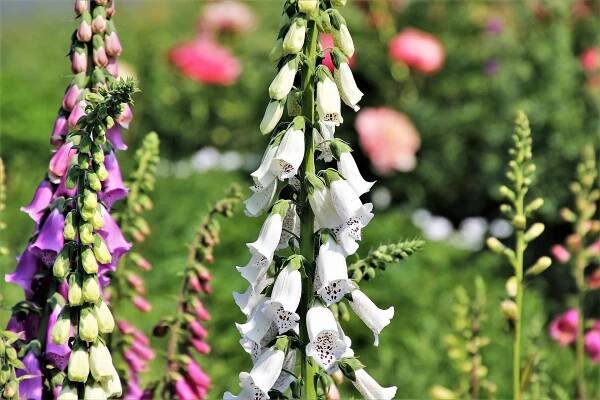 Náprstník (Digitalis) patří mezi prudce jedovaté rostliny, toxická je směs glykosidů.
