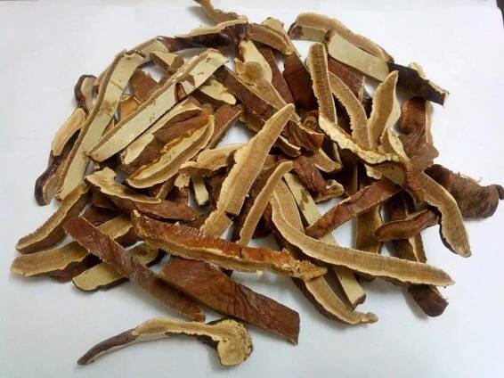 Nấm linh chi rừng tự nhiên Tây Nguyên