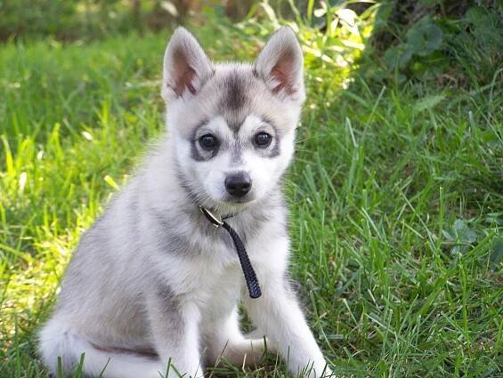 Alaskan Kli-Kai (46 fotek): Jaký je název plemene mini-husky? Jak vypadají malí psi? Recenze vlastníka