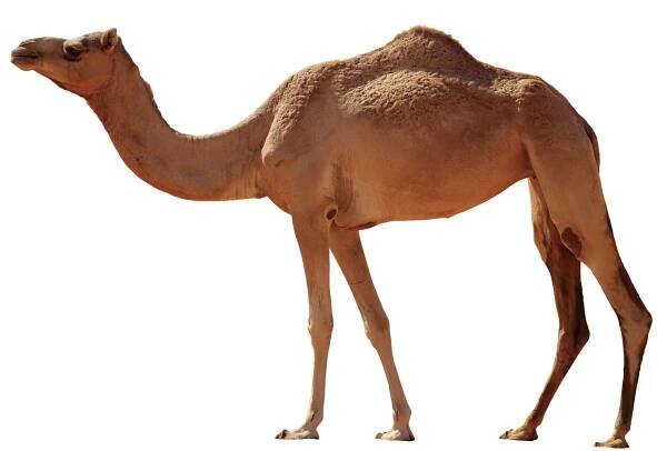 Did You Know That Dehydrated Camels Can Drink Vast Amounts of Water, in a Very Short Time, Without Experiencing Hemolysis