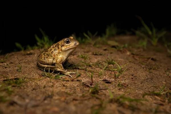 Blatnice skvrnitá // European common spadefoot (Pelobates fuscus)