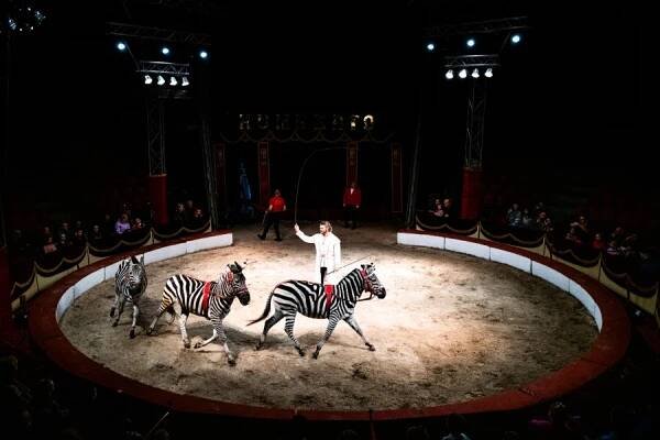 Jubilejní sezóna a nezapomenutelná show. Cirkus Humberto přijíždí do Olomouce
