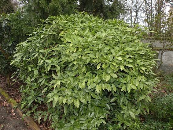 Aucuba japonica var. variegata