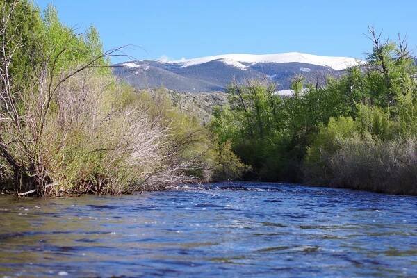brown trout, cutthroat trout, fly fishing, guiding, Wyoming, dry flies, rainbow trout
