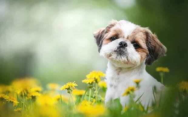 [100+] Shih Tzu Pictures