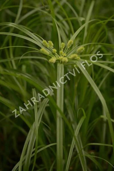 Šáchor střídavolistý 'Zumula' - Cyperus alternifolius 'Zumula'