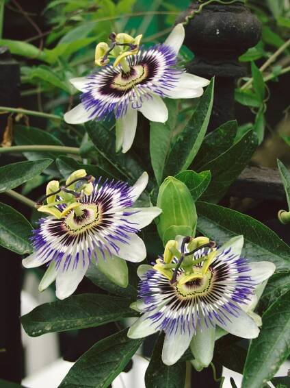 Passiflora coerulea , Mučenka modrá, bal. 15 sem.