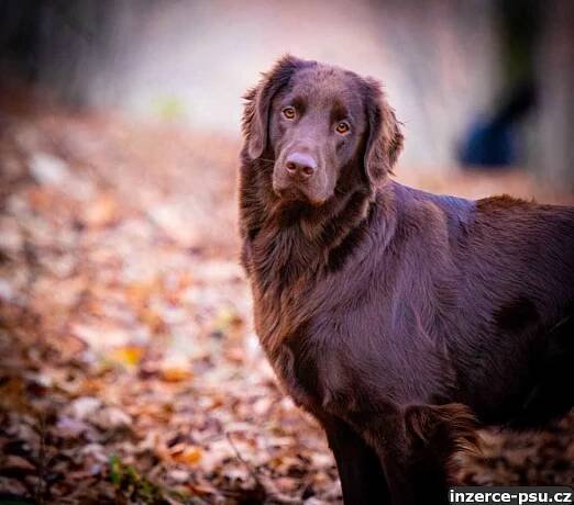 Flat coated retriver-hnědá štěňata s PP