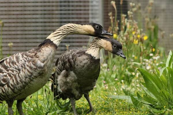 Zoologická záhrada Jihlava | SDEŤMI.com