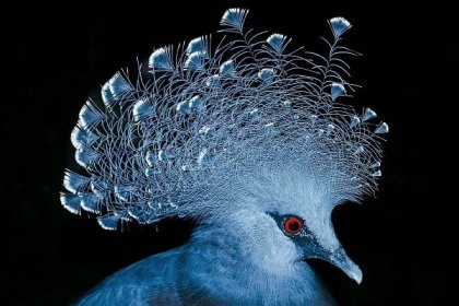 Súbor:Victoria crowned pigeon Zoo Servion.jpg – Wikipédia