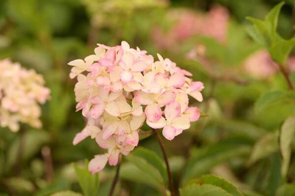 Hortenzie latnatá 'Fraise Melba' ('Renba')
