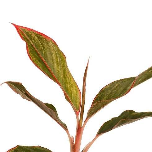 Aglaonema Lipstick Pot Plant - Santhi Online Plants Nursery