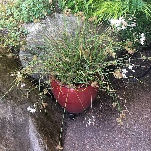 University of Washington Botanic Gardens | Plants for life