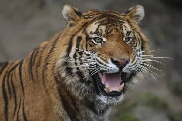 TRAGÉDIA V ZOO: Tiger usmrtil ošetrovateľa