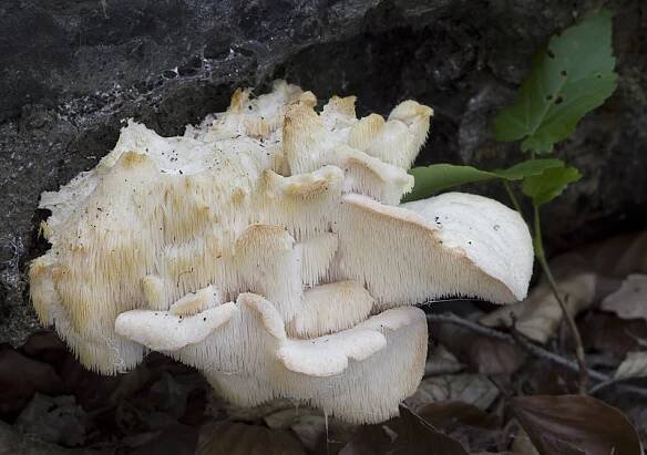 Creolophus cirrhatus