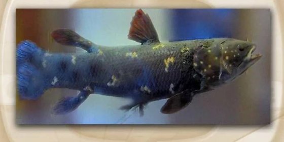 Byla objevena živoucí fosilie, ryba Latimérie podivná