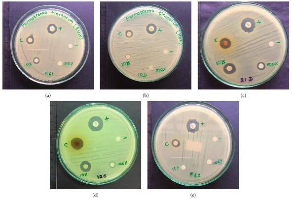 Figure 8: Inhibitory zones of crude extracts of P. tinctorum: (a) ethanol extract; (b) hexane extract. Crude extracts of P. rampoddense: (c) ethanol extract, (d) hexane extract, and (e) aqueous extract, against different strains of methycillin resistant Staphylococcus aureus. The lichen extracts that gave positive results for the disc diffusion assay for some MRSA strains are shown here. (+): positive control, vancomycin (30 ug/disc); (-): negative control, 10% DMSO; (c) crude extract; 10x: 10-fold dilution of crude extract; 100x: 100-fold dilution of the crude extract. 