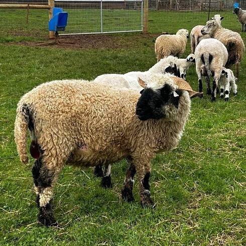 Purebred Valais Blacknose Ewes for Sale — Pure Valais Blacknose Sheep Breeders in the USA