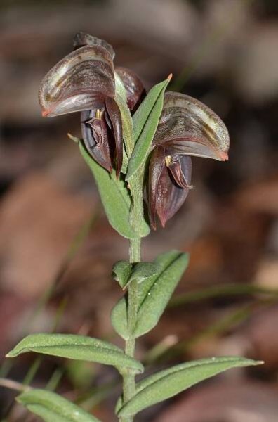 Pterostylis concava