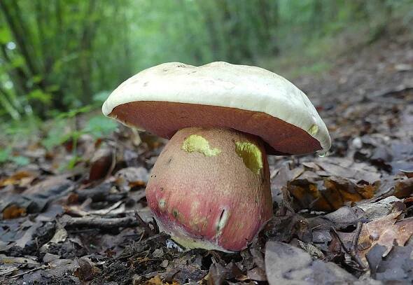 hřib satan (Rubroboletus satanas) - foto: Petr Mikuš
