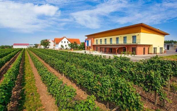 Jižní Morava: Velké Bílovice v Rodinném vinařství Skoupil se snídaněmi + welcome drink
