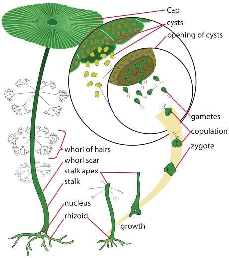 Acetabularia - Wikipedia