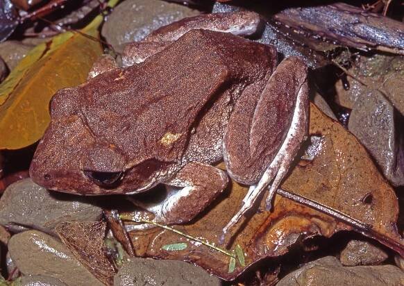 Cornufer vitianus , Fiji ground frog, on rocks on beach at Viwa Island