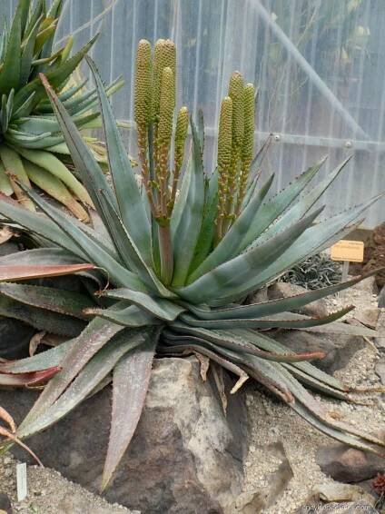 Aloe (Aloe capitata)