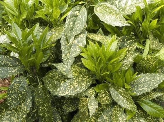 Aukuba japonská 'Variegata' - Zahradnictví Spomyšl