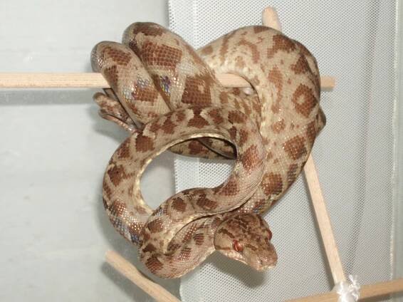 Pochlubte se - Psohlavci (Corallus) - poradna.net