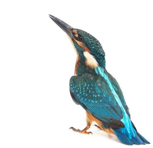 obyčejný ledňáček, alcedo atthis, izolovaný na bílém pozadí, exotická příroda. - ledňáčkovití - stock snímky, obrázky a fotky