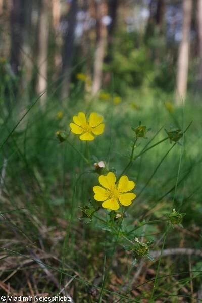 Potentilla crantzii – mochna Crantzova