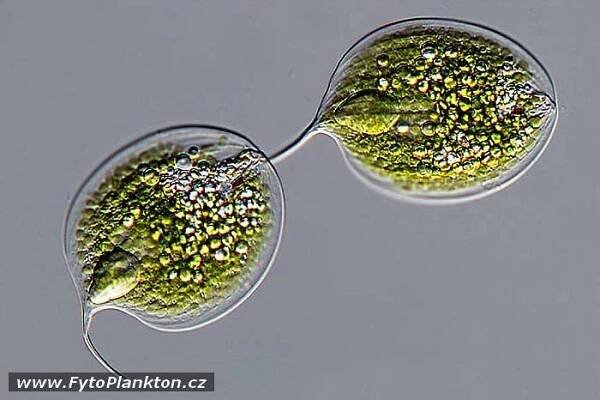 Obrázek - Phacus circulatus | BioLib.cz